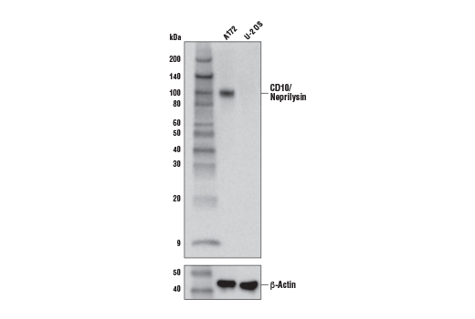 Western Blotting Image 1: CD10/Neprilysin (E9Z2W) Rabbit mAb