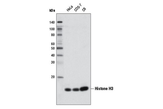 Western Blotting Image 1: Histone H3 (D1H2) XP® Rabbit mAb (Biotinylated)