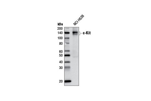 Western Blotting Image 1: c-Kit (D13A2) XP® Rabbit mAb (Biotinylated)