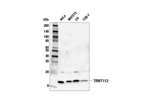 Western Blotting Image 1: TRMT112 Antibody