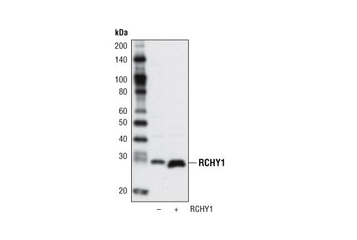 Western Blotting Image 2: RCHY1 Antibody