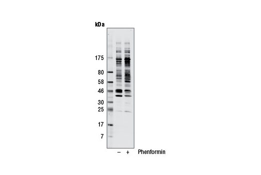  Image 8: Phospho-(Ser/Thr) Kinase Substrate Antibody Sampler Kit