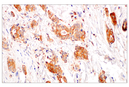Immunohistochemistry Image 5: c-Rel (E8Z5Y) XP® Rabbit mAb (BSA and Azide Free)