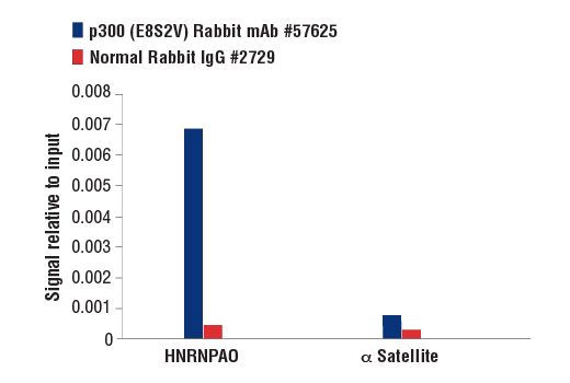 Chromatin Immunoprecipitation Image 3: p300 (E8S2V) Rabbit mAb