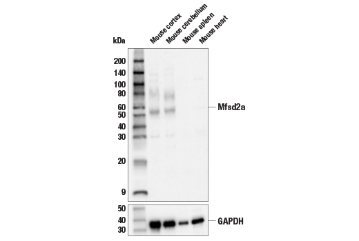 Western Blotting Image 1: Mfsd2a Antibody