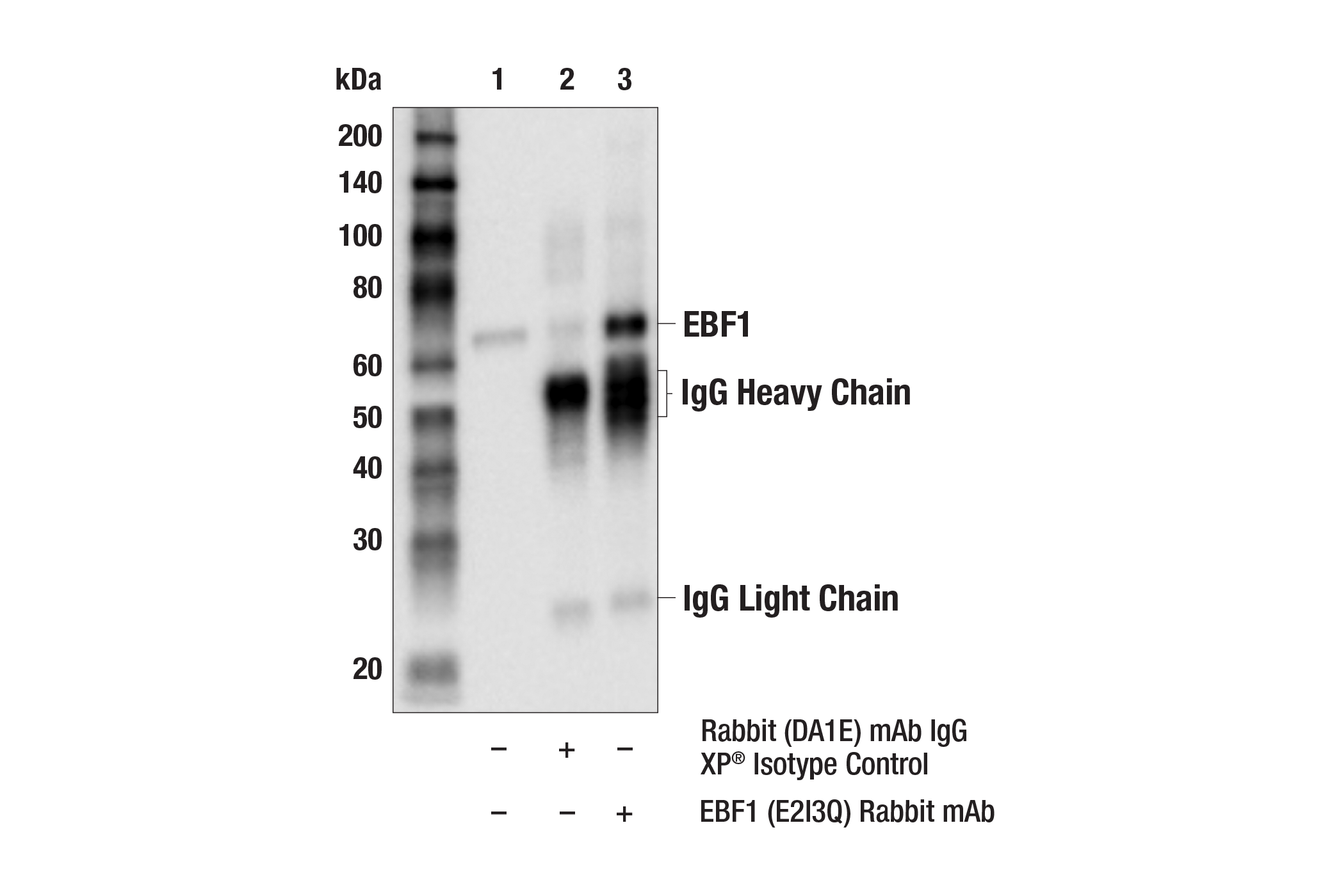 Immunoprecipitation Image 1: EBF1 (E2I3Q) Rabbit mAb