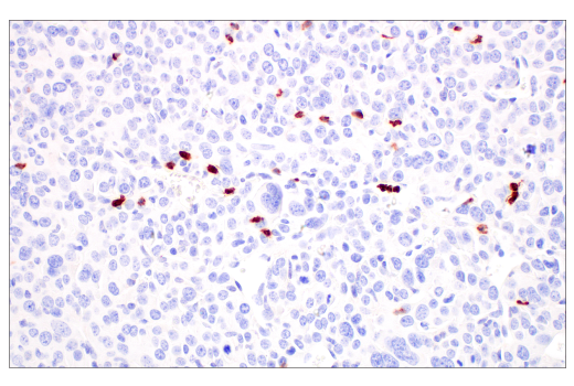 Immunohistochemistry Image 3: CD177 (E1V7N) Rabbit mAb (BSA and Azide Free)