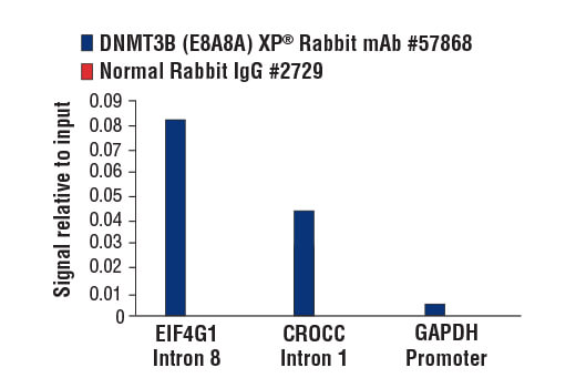 Chromatin Immunoprecipitation Image 1: DNMT3B (E8A8A) XP®Rabbit mAb