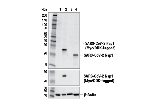 Western Blotting Image 1: SARS-CoV-2 Nsp1 Antibody