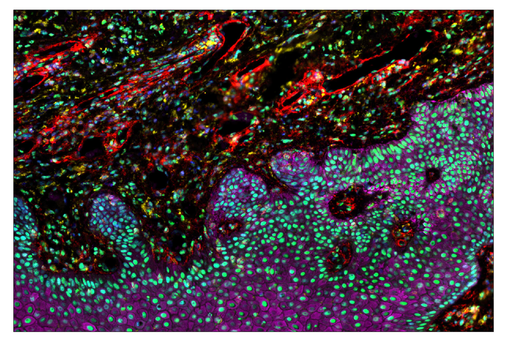 Immunohistochemistry Image 7: Phospho-CREB (Ser133) (87G3) & CO-0125-488 SignalStar™ Oligo-Antibody Pair