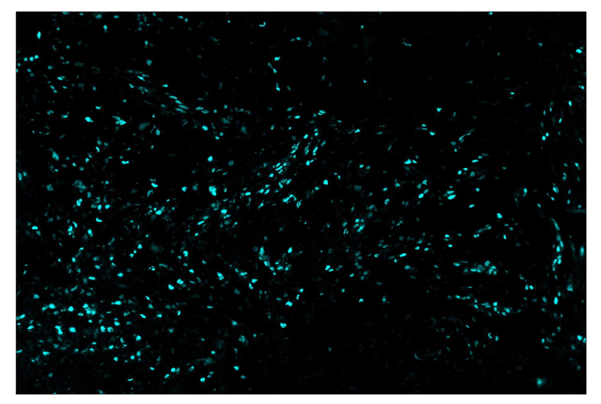 Immunohistochemistry Image 5: Phospho-CREB (Ser133) (87G3) & CO-0125-488 SignalStar™ Oligo-Antibody Pair