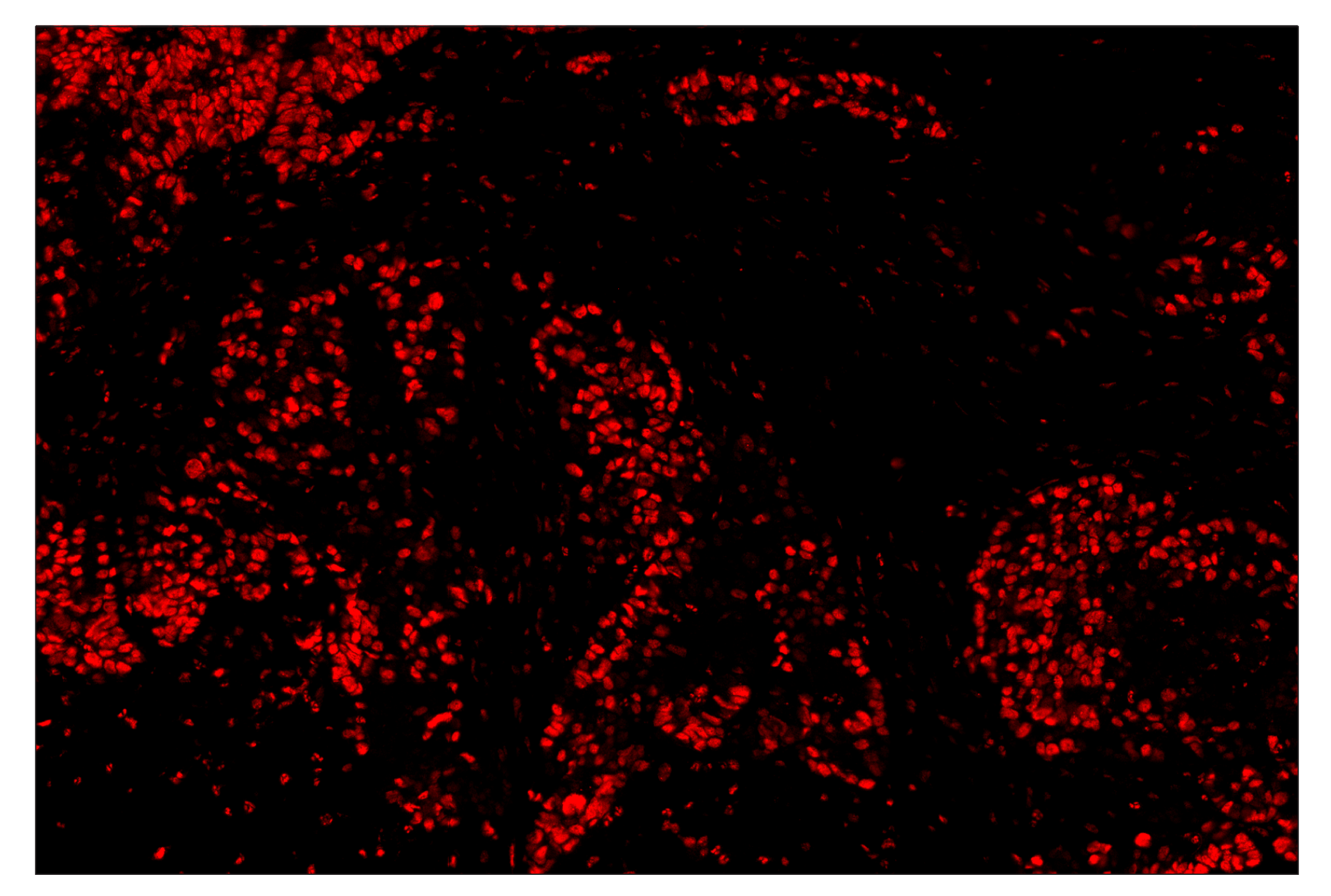 Immunohistochemistry Image 4: Phospho-CREB (Ser133) (87G3) & CO-0125-488 SignalStar™ Oligo-Antibody Pair