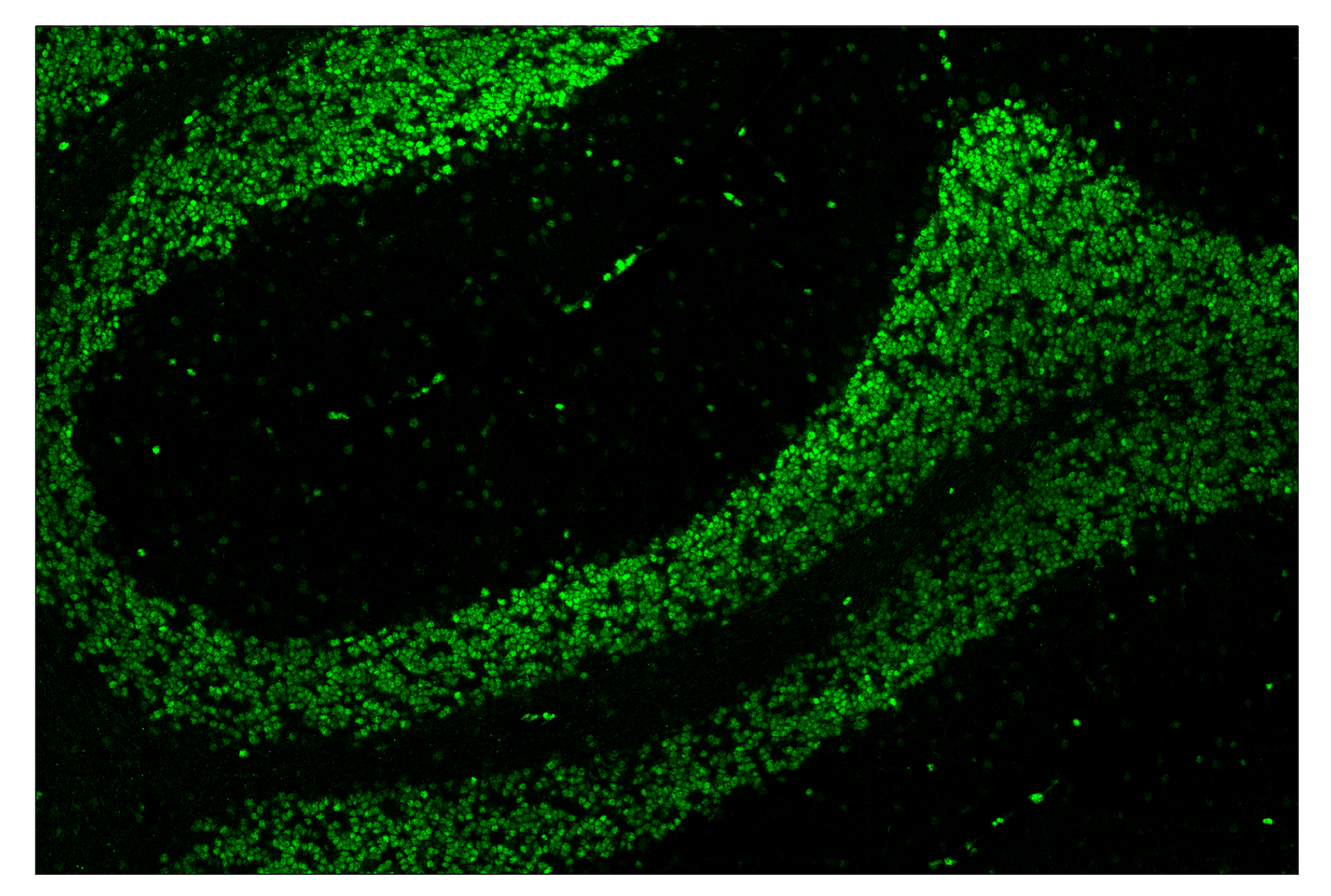 Immunohistochemistry Image 2: Phospho-CREB (Ser133) (87G3) & CO-0125-488 SignalStar™ Oligo-Antibody Pair
