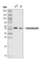 Western Blotting Image 1: Calreticulin (D3E6) XP® Rabbit mAb (HRP Conjugate)