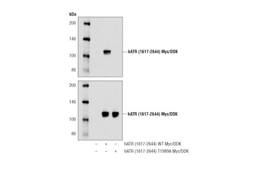Western Blotting Image 2: Phospho-ATR (Thr1989) Antibody