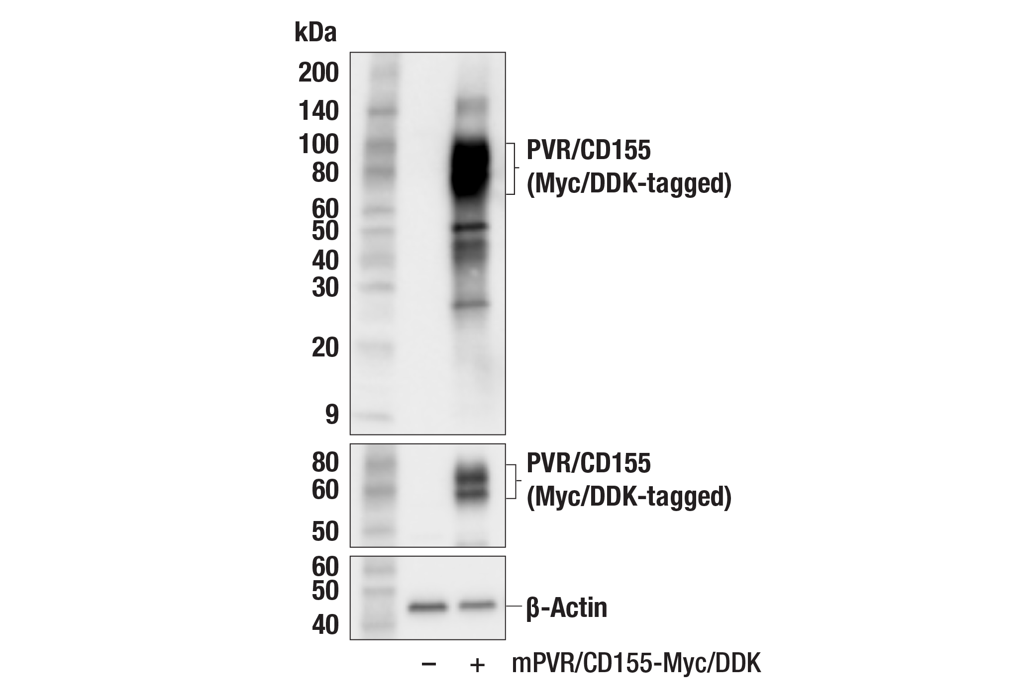 Western Blotting Image 2: PVR/CD155 (F3V9H) Rabbit mAb