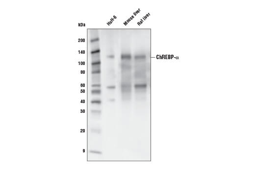 Western Blotting Image 1: ChREBP Antibody