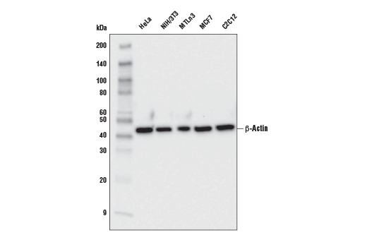 Western Blotting Image 1: β-Actin (E4D9Z) Mouse mAb
