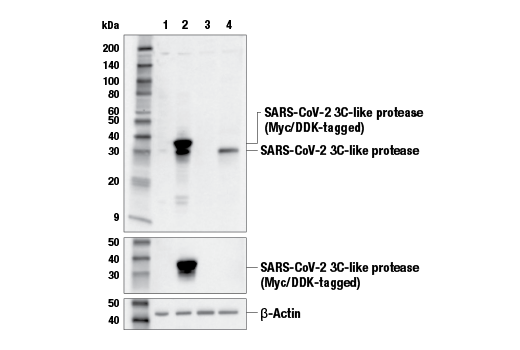 Western Blotting Image 1: SARS-CoV-2 3C-Like Protease (E6O8L) Mouse mAb