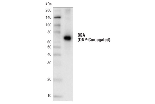 Western Blotting Image 1: Dinitrophenol (D1D6) Rabbit mAb (HRP Conjugate)