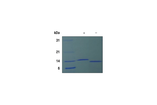  Image 1: Mouse IL-22 Recombinant Protein