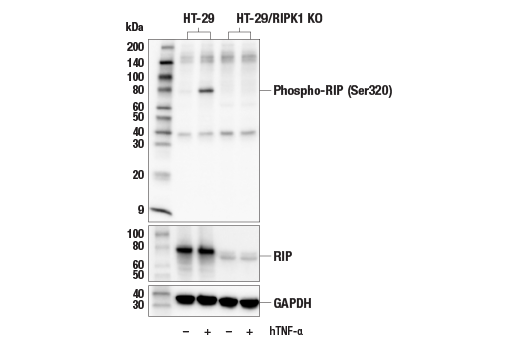Western Blotting Image 1: Phospho-RIP (Ser320) Antibody