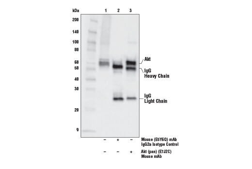 Immunoprecipitation Image 1: Akt (pan) (E7J2C) Mouse mAb