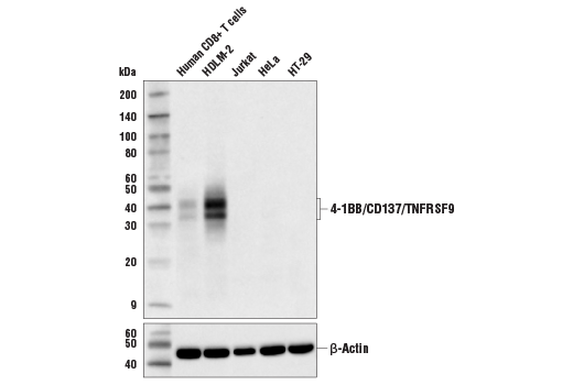 Western Blotting Image 1: 4-1BB/CD137/TNFRSF9 (D2Z4Y) Rabbit mAb (BSA and Azide Free)