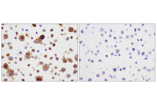 Immunohistochemistry Image 4: 4-1BB/CD137/TNFRSF9 (D2Z4Y) Rabbit mAb (BSA and Azide Free)