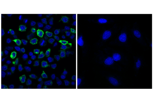 Immunofluorescence Image 1: 4-1BB/CD137/TNFRSF9 (D2Z4Y) Rabbit mAb (BSA and Azide Free)