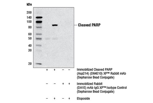 Immunoprecipitation Image 1: Cleaved PARP (Asp214) (D64E10) XP® Rabbit mAb (Sepharose® Bead Conjugate)