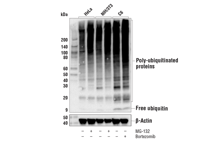 Western Blotting Image 1: Ubiquitin (P37) Antibody