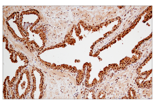 Immunohistochemistry Image 4: Ubiquitin (P37) Antibody