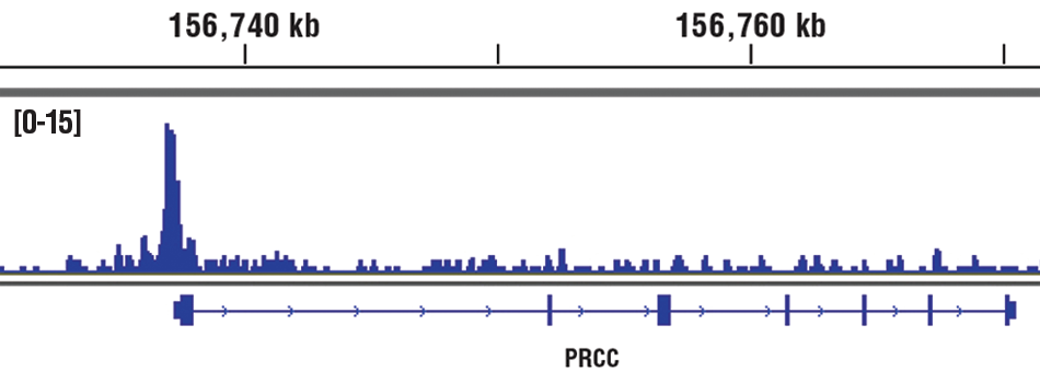 Chromatin Immunoprecipitation Image 1: MYST2 (D4N3F) Rabbit mAb