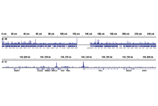 Chromatin Immunoprecipitation Image 2: MYST2 (D4N3F) Rabbit mAb