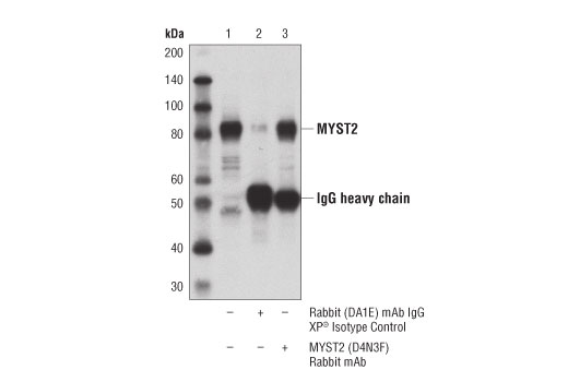 Immunoprecipitation Image 1: MYST2 (D4N3F) Rabbit mAb