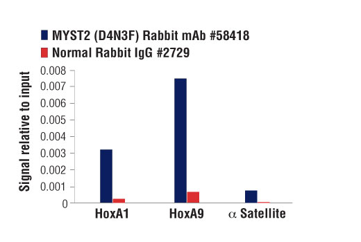 Chromatin Immunoprecipitation Image 3: MYST2 (D4N3F) Rabbit mAb
