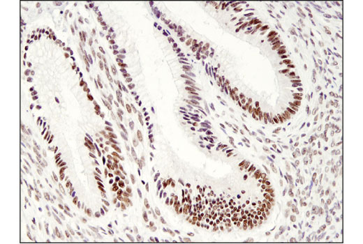 Immunohistochemistry Image 3: MYST2 (D4N3F) Rabbit mAb