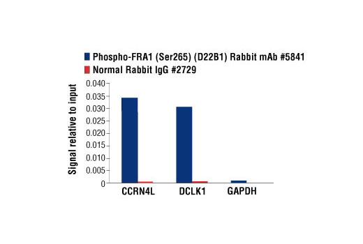 Chromatin Immunoprecipitation Image 1: Phospho-FRA1 (Ser265) (D22B1) Rabbit mAb