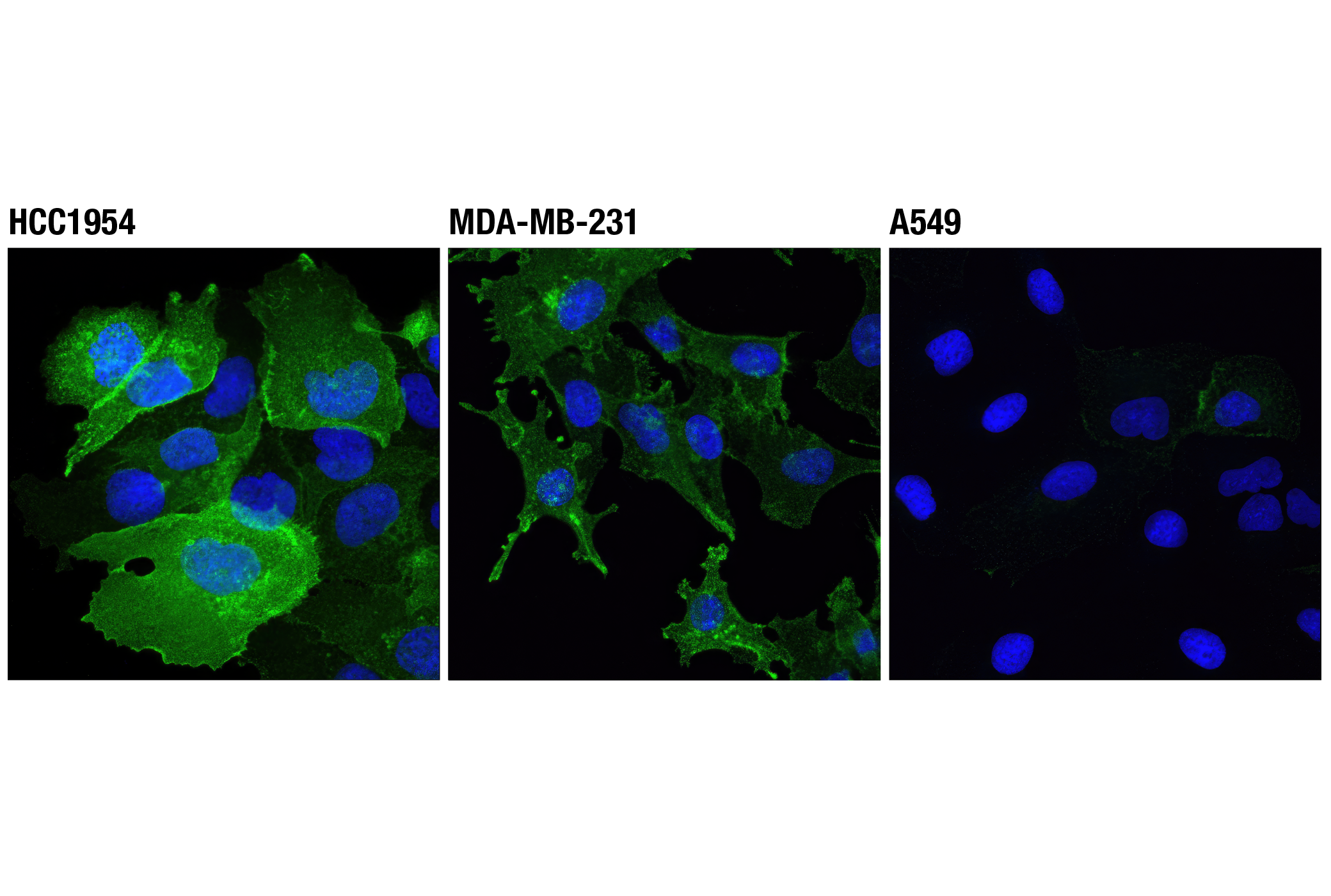 Immunofluorescence Image 1: PD-L1 (Extracellular Domain Specific) (D8T4X) Rabbit mAb (BSA and Azide Free)