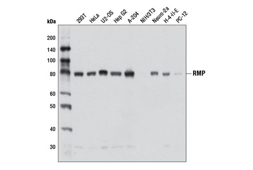 Western Blotting Image 1: RMP Antibody