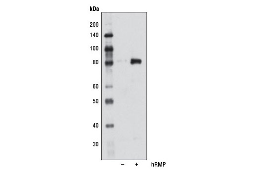 Western Blotting Image 2: RMP Antibody