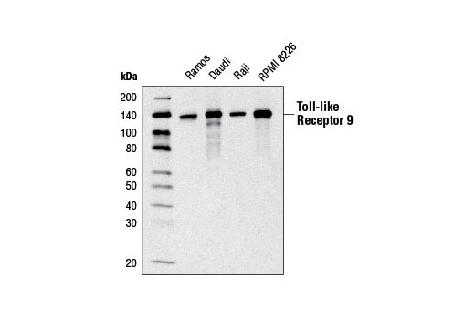  Image 4: Toll-like Receptor Antibody Sampler Kit
