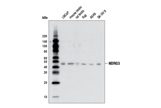 Western Blotting Image 1: NDRG3 Antibody