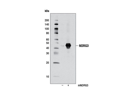 Western Blotting Image 2: NDRG3 Antibody