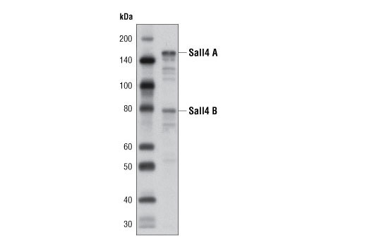Western Blotting Image 1: Sall4 Antibody