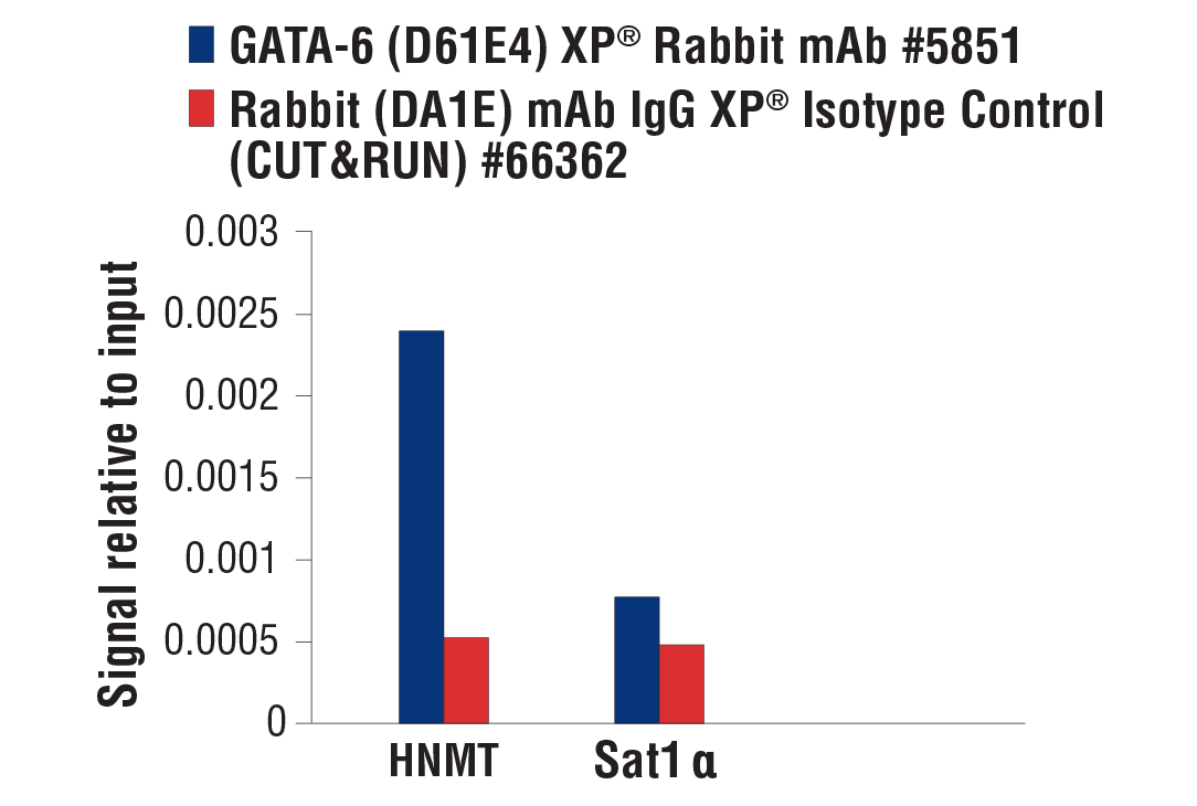 CUT and RUN Image 3: GATA-6 (D61E4) XP® Rabbit mAb