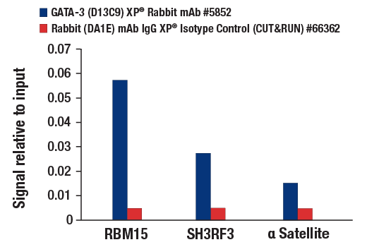 CUT and RUN Image 3: GATA-3 (D13C9) XP® Rabbit mAb