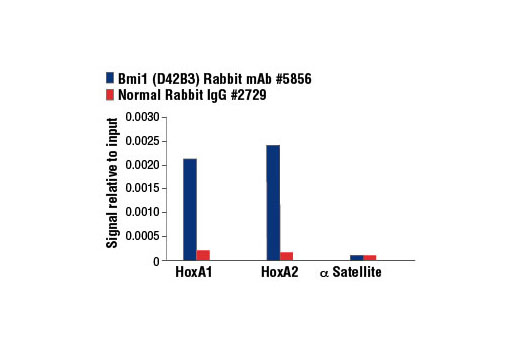 Chromatin Immunoprecipitation Image 3: Bmi1 (D42B3) Rabbit mAb