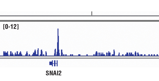 Chromatin Immunoprecipitation Image 1: FoxA1/HNF3α (D7P9B) Rabbit mAb